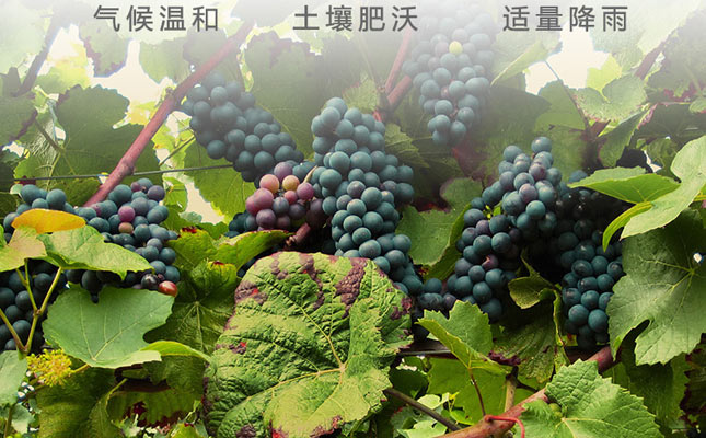 重慶紅酒批發(fā)市場(chǎng)