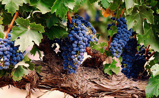 重慶紅酒批發(fā)市場(chǎng)