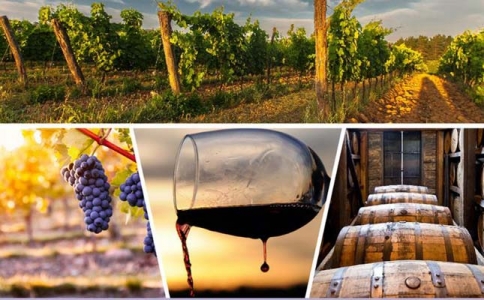 斯卡拉戴圣安東尼紅葡萄酒 傳奇酒莊上帝之階Scala Dei